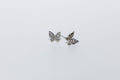 Boutons Papillon